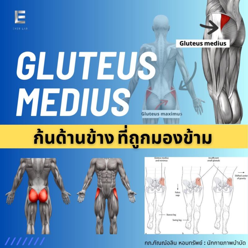 ก้นข้าง Exerlab